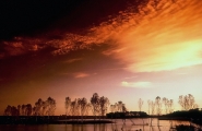 Alberi-Padule.jpg Alberi-Padule.jpg