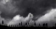 Cipressi-fotomerge-BW_2.jpg Cipressi-fotomerge-BW_2.jpg