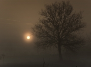 albero_all_alba.jpg albero_all_alba.jpg