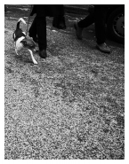 Nome File=mondo_cane_fli_micr.jpg
Dimensione File=186KB
Dimensioni=581x740
Data aggiunta=Giu 03, 2008 mondo_cane_fli_micr.jpg