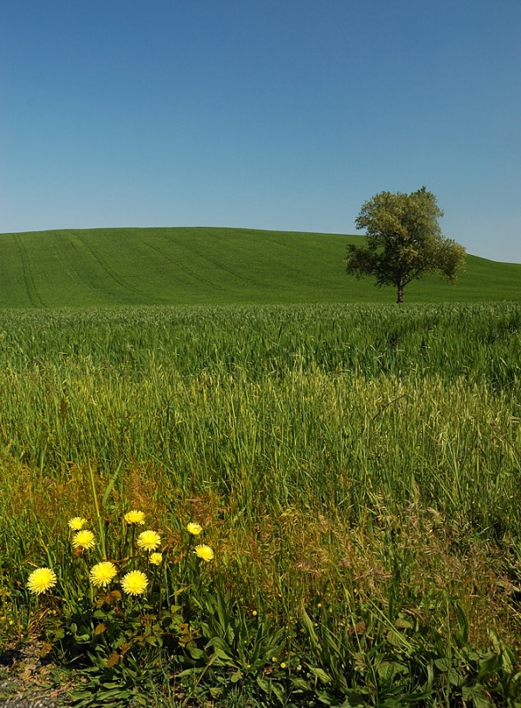 Clicca per l'immagine full size