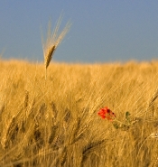 Nome File=sulla_vs__grano.jpg
Dimensione File=332KB
Dimensioni=854x900
Data aggiunta=Giu 11, 2008 sulla_vs__grano.jpg