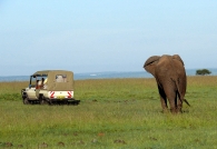 Nome File=elefante_e_macchina.jpg
Dimensione File=236KB
Dimensioni=1024x704
Data aggiunta=Mag 13, 2009 elefante_e_macchina.jpg