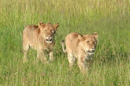 Nome File=leoni_nella_savana.jpg
Dimensione File=308KB
Dimensioni=500x334
Data aggiunta=Ott 31, 2007 leoni_nella_savana.jpg