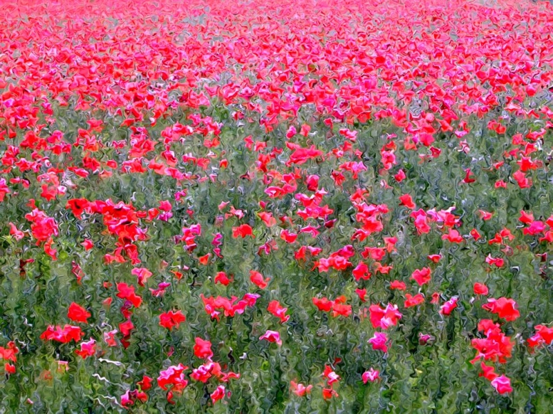 Clicca per l'immagine full size