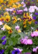 flowers_2.jpg