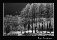 Alberi_e_Brina.jpg Alberi_e_Brina.jpg