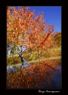 Nome File=Autunno_Riflesso.jpg
Dimensione File=243KB
Dimensioni=615x850
Data aggiunta=Ott 12, 2008 Autunno_Riflesso.jpg