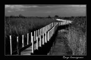 Nome File=Oasi_massaciuccoli.jpg
Dimensione File=126KB
Dimensioni=800x532
Data aggiunta=Nov 13, 2007 Oasi_massaciuccoli.jpg