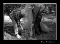 Raccolta_delle_olive.jpg Raccolta_delle_olive.jpg