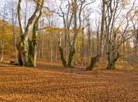 bosco-autunnale-2.jpg