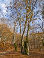 bosco-autunnale1.jpg