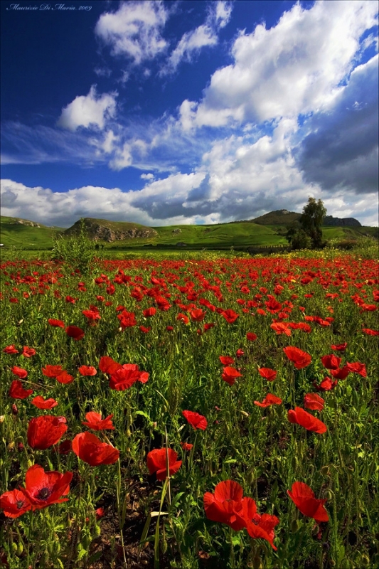 Clicca per l'immagine full size
