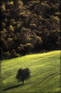 Nome File=Solitario.jpg
Dimensione File=377KB
Dimensioni=533x800
Data aggiunta=Giu 25, 2010 Solitario.jpg
