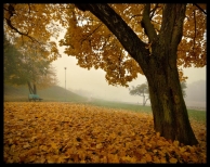 autumn-leaves.jpg