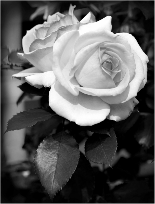 Clicca per l'immagine full size