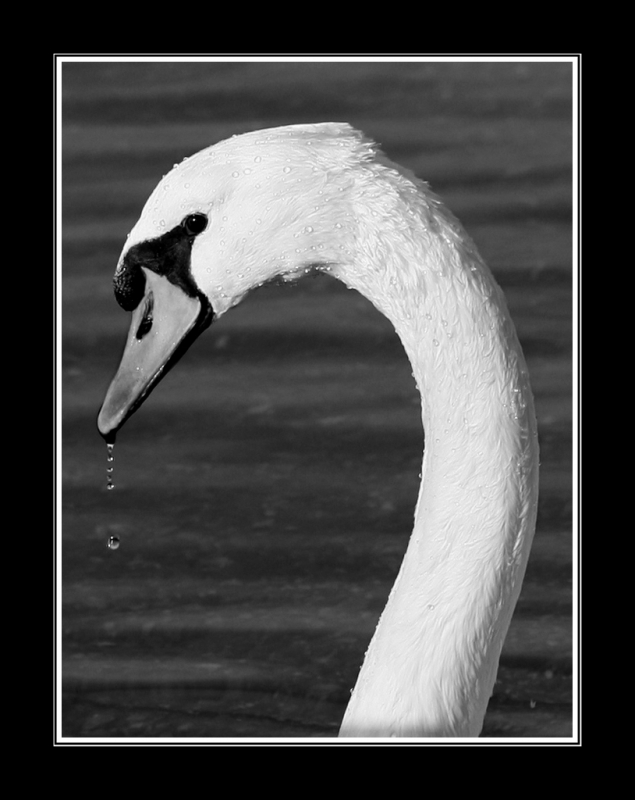 Clicca per l'immagine full size
