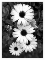 Nome File=4fiori.jpg
Dimensione File=298KB
Dimensioni=775x1024
Data aggiunta=Ago 21, 2008 4fiori.jpg