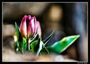 tulipano.jpg