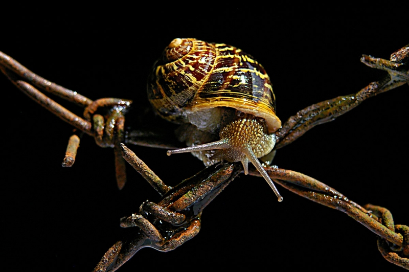 Clicca per l'immagine full size