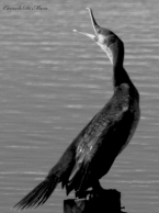 Nome File=cormorano.jpg
Dimensione File=291KB
Dimensioni=636x854
Data aggiunta=Nov 29, 2008 cormorano.jpg