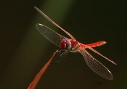 libellula~0.jpg