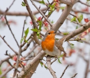 Nome File=primavera.jpg
Dimensione File=125KB
Dimensioni=900x788
Data aggiunta=Mar 12, 2012 primavera.jpg
