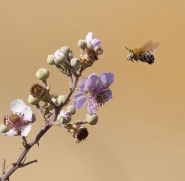 the_bee_and_the_flower.jpg the_bee_and_the_flower.jpg