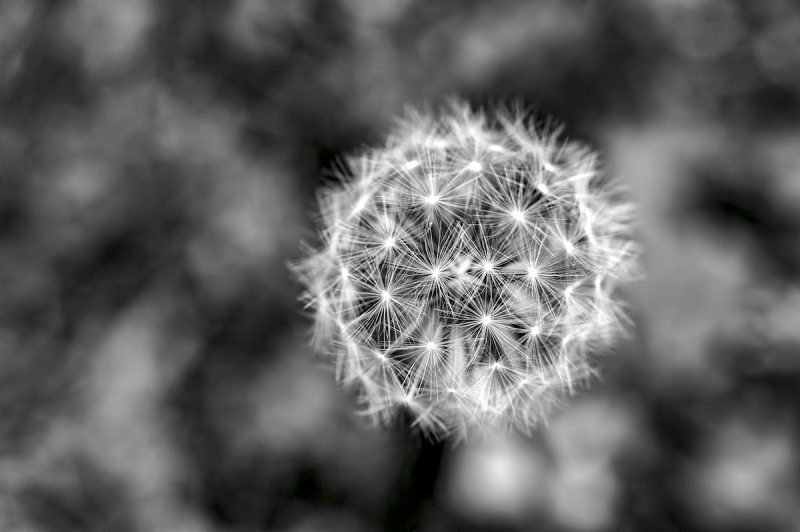 Clicca per l'immagine full size
