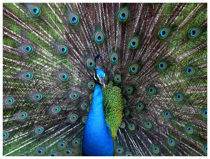 Clicca per l'immagine full size