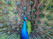 20080421-Peacock.jpg
