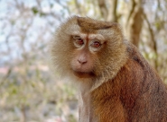 20190508-Monkey.jpg