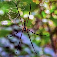 Nome File=20190725-Spider-Edit.jpg
Dimensione File=438KB
Dimensioni=1200x1200
Data aggiunta=Lug 25, 2019 20190725-Spider-Edit.jpg