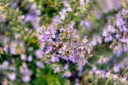 20230405-_DSC0962-Edit-Edit.jpg