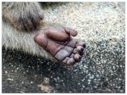 Nome File=Hands~0.jpg
Dimensione File=453KB
Dimensioni=1200x908
Data aggiunta=Gen 28, 2019 Hands~0.jpg