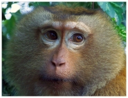 Nome File=Monky.jpg
Dimensione File=364KB
Dimensioni=900x692
Data aggiunta=Mar 05, 2008 Monky.jpg