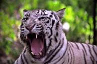 Nome File=Tiger.jpg
Dimensione File=152KB
Dimensioni=900x599
Data aggiunta=Dic 07, 2009 Tiger.jpg