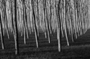 Nome File=BrescelloGenniao2007Use.jpg
Dimensione File=316KB
Dimensioni=800x531
Data aggiunta=Gen 30, 2008 BrescelloGenniao2007Use.jpg