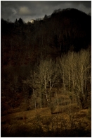 Nome File=Alberi.jpg
Dimensione File=396KB
Dimensioni=605x900
Data aggiunta=Gen 22, 2009 Alberi.jpg