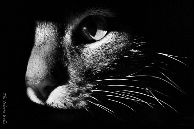 Clicca per l'immagine full size