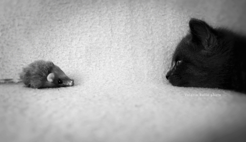 Clicca per l'immagine full size