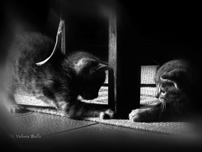 Clicca per l'immagine full size