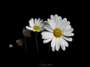 Nome File=Crescere.jpg
Dimensione File=122KB
Dimensioni=800x600
Data aggiunta=Apr 27, 2008 Crescere.jpg