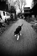 Nome File=walking_in_Christiania.jpg
Dimensione File=295KB
Dimensioni=465x700
Data aggiunta=Mar 09, 2009 walking_in_Christiania.jpg