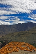 Ladakh2008-92.jpg