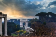 Nome File=la_vedetta_del_Foro_romano_MM.jpg
Dimensione File=388KB
Dimensioni=1200x799
Data aggiunta=Set 30, 2020 la_vedetta_del_Foro_romano_MM.jpg
