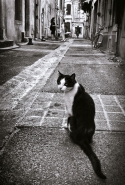 Nome File=le_chat_d_Arles.jpg
Dimensione File=390KB
Dimensioni=640x943
Data aggiunta=Feb 22, 2014 le_chat_d_Arles.jpg