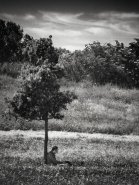 personal_tree_web.jpg personal_tree_web.jpg