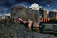 Nome File=pigs_MM.jpg
Dimensione File=536KB
Dimensioni=1199x800
Data aggiunta=Nov 30, 2022 pigs_MM.jpg
