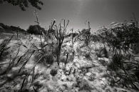 pollineBW.jpg pollineBW.jpg